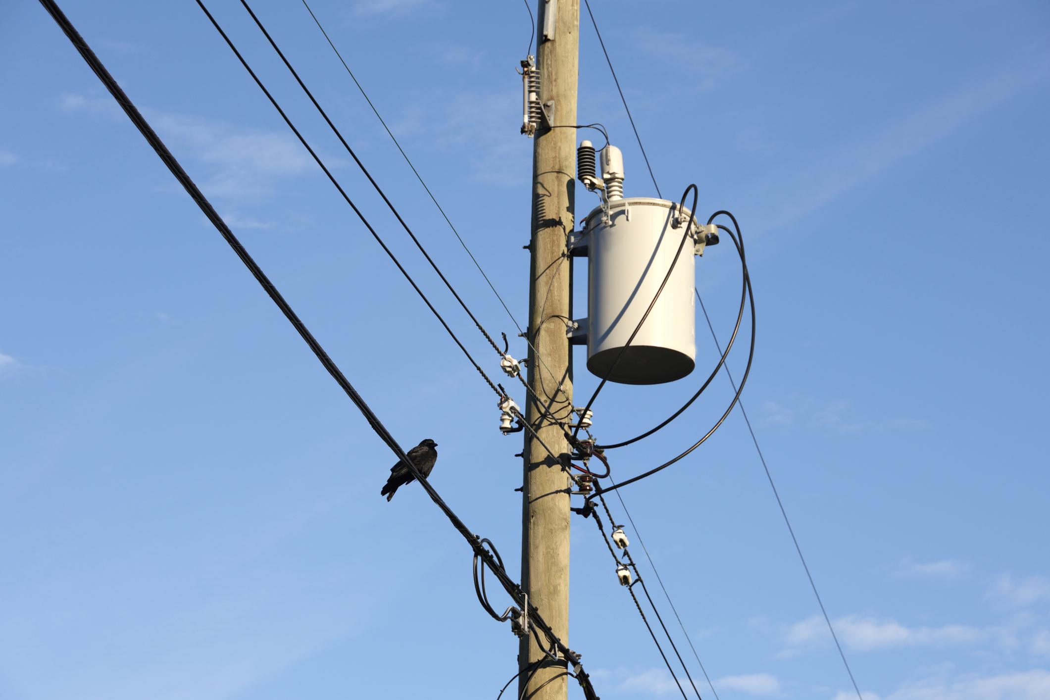 A lone crow watches from a high perch on a power line. Low angle view of an electrical grid. Winter morning with a blue sky over the Fleetwood neighbourhood in Surrey, British Columbia.